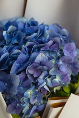 Hydrangea boquet thumbnail 3